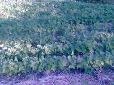 Immag017.jpg (68.95 KiB) Osservato 637 volte Immag017.jpg