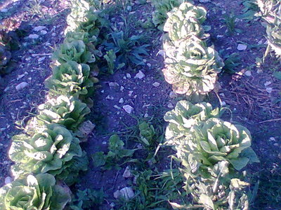 Immag022.jpg (103.22 KiB) Osservato 637 volte Immag022.jpg