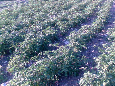 Immag024.jpg (127.05 KiB) Osservato 637 volte Immag024.jpg