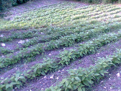 Immag029.jpg (105.92 KiB) Osservato 637 volte Immag029.jpg