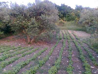 Immag031.jpg (74.94 KiB) Osservato 637 volte Immag031.jpg