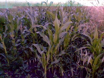 Immag033.jpg (84.29 KiB) Osservato 637 volte Immag033.jpg