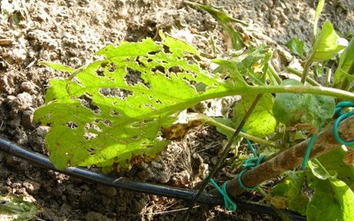 4DSCN9964.JPG (157.98 KiB) Osservato 766 volte 4DSCN9964.JPG