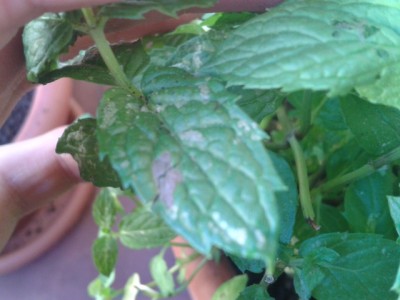 2014-05-24 17.34.58.jpg (123.76 KiB) Osservato 3249 volte 2014-05-24 17.34.58.jpg