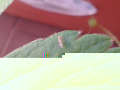 L'insetto biancastro, ce ne sono parecchi.. / 2014-05-24 17.36.21.jpg 2014-05-24 17.36.21.jpg