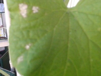 2014-05-24 17.36.59.jpg (90.82 KiB) Osservato 3249 volte 2014-05-24 17.36.59.jpg