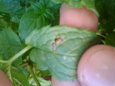 2014-05-24 17.37.42.jpg (109.12 KiB) Osservato 3249 volte 2014-05-24 17.37.42.jpg