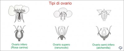 morfologia6_ovario.jpg (51.93 KiB) Osservato 1223 volte morfologia6_ovario.jpg