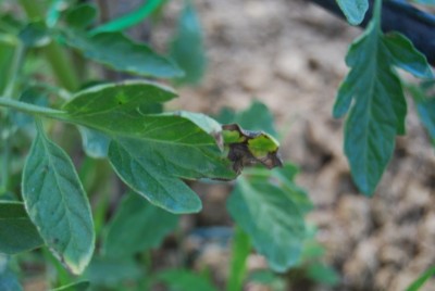 pomodoro bistecca cosi si presenta all'inizio / 1 pomodoro bistecca 1 fase.JPG 1 pomodoro bistecca 1 fase.JPG