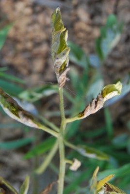 pomodoro bistecca dopo qualche giorno / 2 pomodoro bistecca 2 fase.JPG 2 pomodoro bistecca 2 fase.JPG