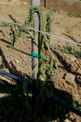 pomodoro bistecca dopo a seguire / 5 Pomodoro bistecca 4 fase.JPG 5 Pomodoro bistecca 4 fase.JPG