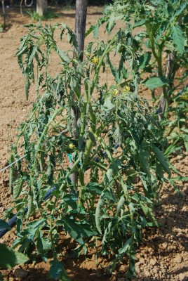 Pomodoro cuor di bue.. nn presenta macchie sulle foglie ma in due giorni ha fatto questa fine / 1 POMORODO CUOR DI BUE ecco in 2 giorni com e diventato.JPG 1 POMORODO CUOR DI BUE ecco in 2 giorni com e diventato.JPG