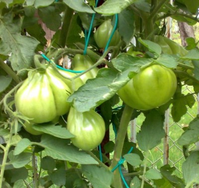 9.JPG (58.21 KiB) Osservato 1894 volte 9.JPG