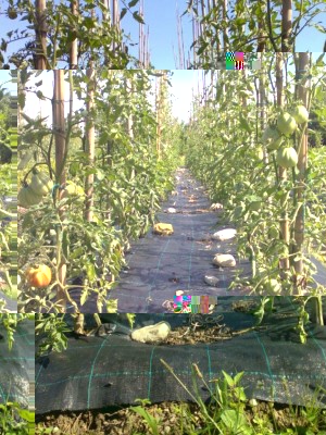 3.JPG (130.15 KiB) Osservato 1894 volte 3.JPG