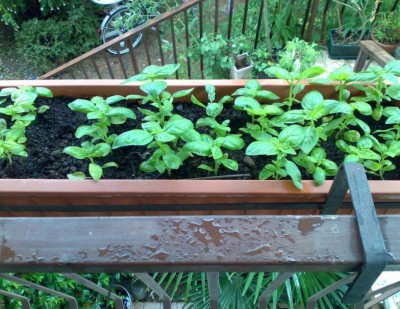 11.JPG (105.94 KiB) Osservato 1269 volte 11.JPG