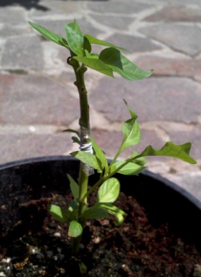 Habanero su friarello 20 giorni fa / habanero su friarello.jpg habanero su friarello.jpg