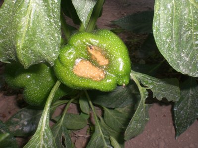 CIMG5212.JPG (232.68 KiB) Osservato 1042 volte CIMG5212.JPG