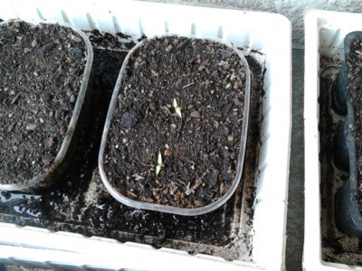 Piantine di solanum ch. appena spuntate! / sol.ch.6.jpg sol.ch.6.jpg