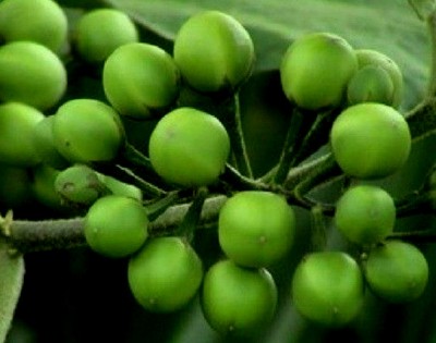Solanum.jpg (63.41 KiB) Osservato 1521 volte Solanum.jpg