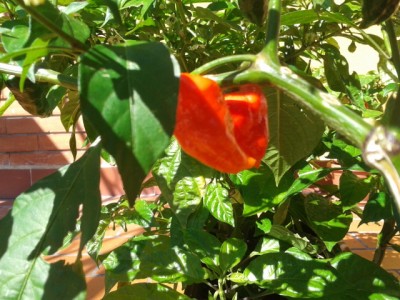 2014-10-02 13.23.53.jpg (202.91 KiB) Osservato 597 volte 2014-10-02 13.23.53.jpg