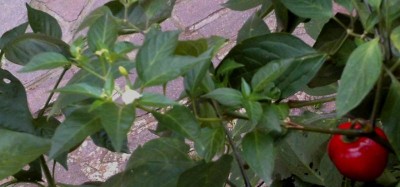 annuum su rocoto 2.jpg (37.86 KiB) Osservato 1911 volte annuum su rocoto 2.jpg