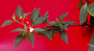 annuum su rocoto 3.jpg (56.07 KiB) Osservato 1911 volte annuum su rocoto 3.jpg