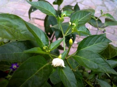 annuum su rocoto 4.jpg (29.02 KiB) Osservato 1911 volte annuum su rocoto 4.jpg
