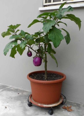 Melanzana innestata in vaso1.jpg (97.16 KiB) Osservato 1852 volte Melanzana innestata in vaso1.jpg