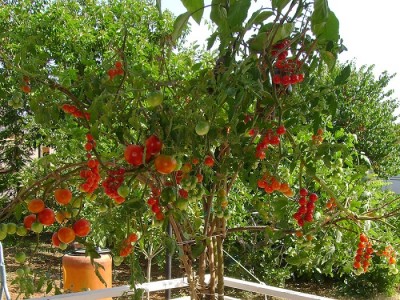 albero-pomodori-07.jpg