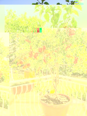 albero-pomodori-06.jpg
