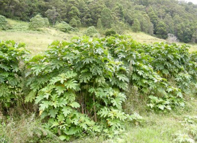 giant_devils_fig_mortons-gdf-011.jpg (110.71 KiB) Osservato 1438 volte giant_devils_fig_mortons-gdf-011.jpg