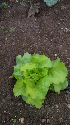 latt.jpg (39.82 KiB) Osservato 526 volte latt.jpg