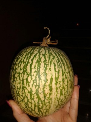 Zucca "nera" / zuccanera.jpg zuccanera.jpg