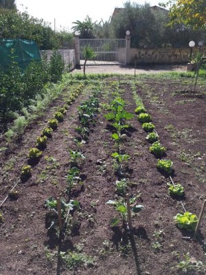 orto du.jpg (74.84 KiB) Osservato 414 volte orto du.jpg