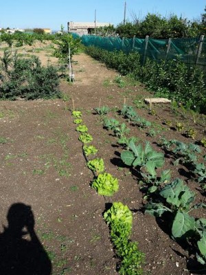 orto un.jpg (68.05 KiB) Osservato 414 volte orto un.jpg