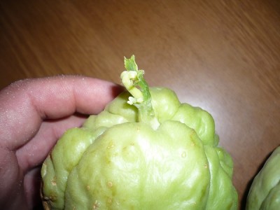 P1040945.JPG (89.49 KiB) Osservato 838 volte P1040945.JPG