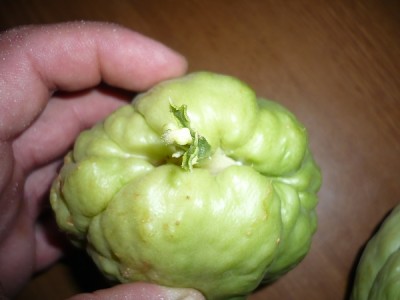 P1040944.JPG (77.84 KiB) Osservato 838 volte P1040944.JPG