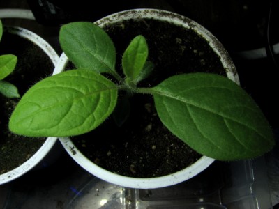 Solanum Macranthum / IMG_0766.JPG IMG_0766.JPG