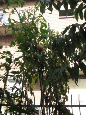 pianta.jpg pianta.jpg