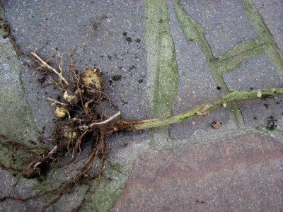 patate.jpg (89.76 KiB) Osservato 1336 volte patate.jpg