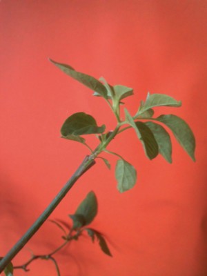 Innesto di Habanero red su rocoto, fatto a fine settembre. / hab su roc.JPG hab su roc.JPG
