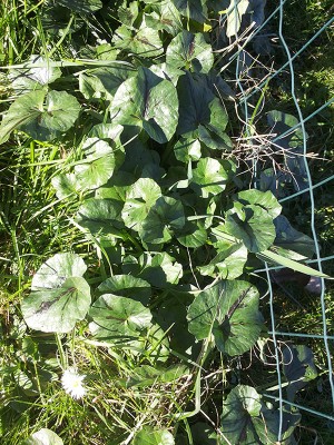 2015-01-26 12.23.jpg (295.7 KiB) Osservato 585 volte 2015-01-26 12.23.jpg