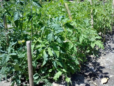 foto del 2011 / 11052011256.jpg 11052011256.jpg