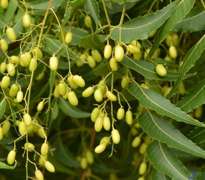 Azadirachta_indica.jpg (194.78 KiB) Osservato 484 volte Azadirachta_indica.jpg