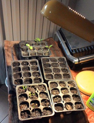 Ecco la foto / P_20150222_110902.jpg P_20150222_110902.jpg