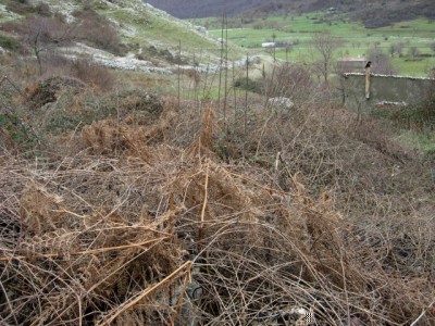 Prima / casaletino 211 (640x480).jpg casaletino 211 (640x480).jpg