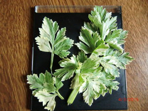 sedano variegato.JPG sedano variegato.JPG