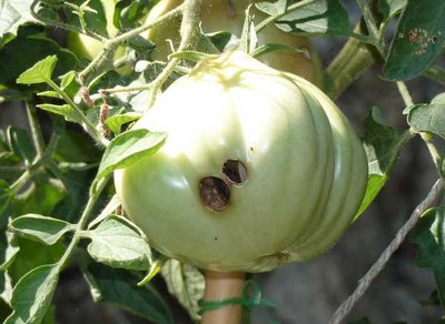 001.jpg (69.73 KiB) Osservato 5812 volte 001.jpg