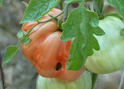 002.jpg (51.5 KiB) Osservato 5812 volte 002.jpg