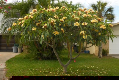 Plumeria-Frangipani.jpg (266.25 KiB) Osservato 1501 volte Plumeria-Frangipani.jpg